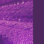Un estadio repleto de luces violetas sostenidas por fans de BTS, creando un mar púrpura que simboliza el amor y la unidad del fandom Army BTS. A la derecha, un panel en color púrpura oscuro con el logo de Bangtan Now y el título: “ARTICULOS – ARMY BTS – TODO SOBRE EL FANDOM QUE CONQUISTÓ EL MUNDO.” Esta imagen celebra el impacto global de Army BTS y su conexión con BTS, destacada por Bangtan Now.